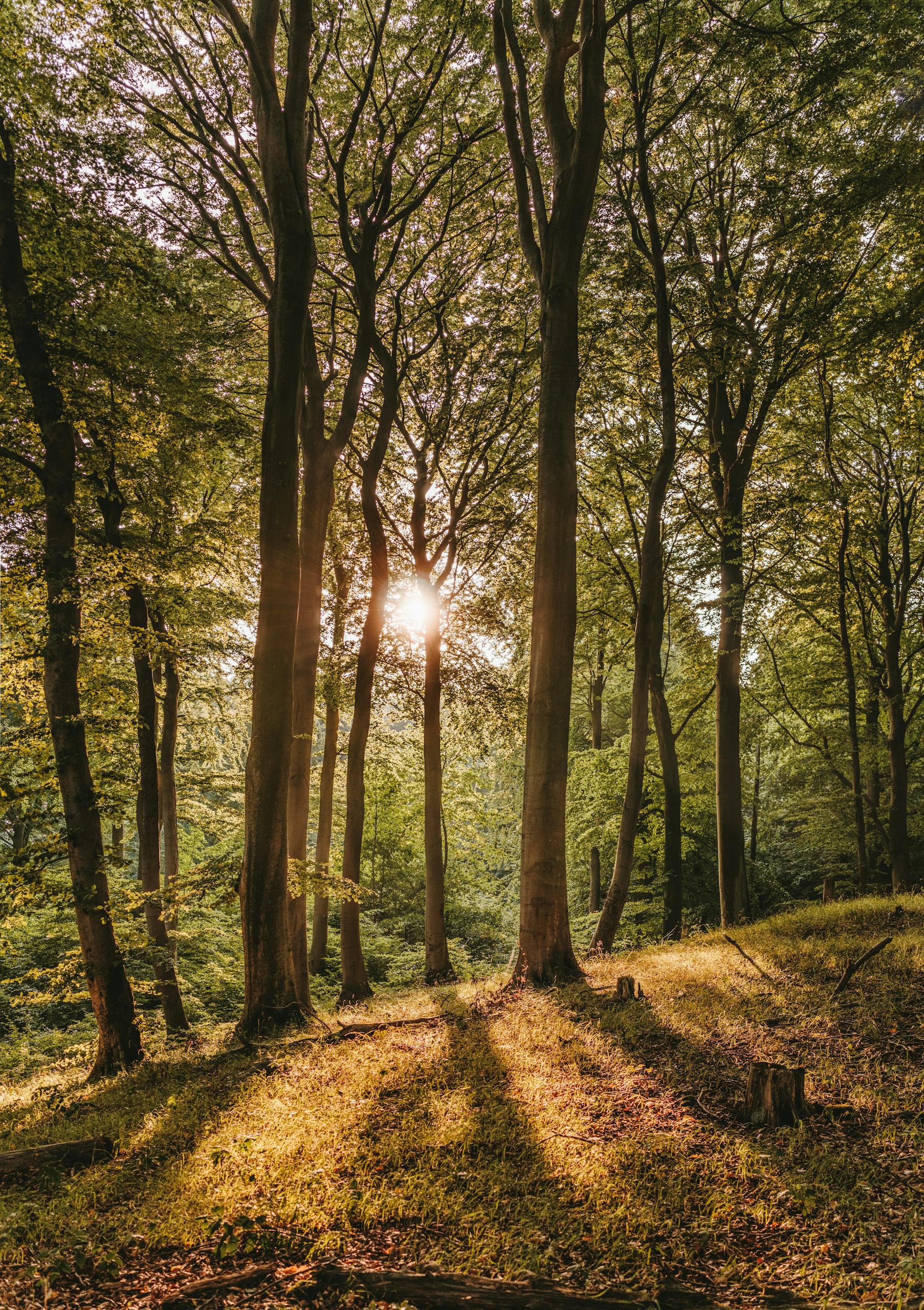 A tranquil forest with sunlight filtering through tall trees, creating a warm glow and serene ambiance.